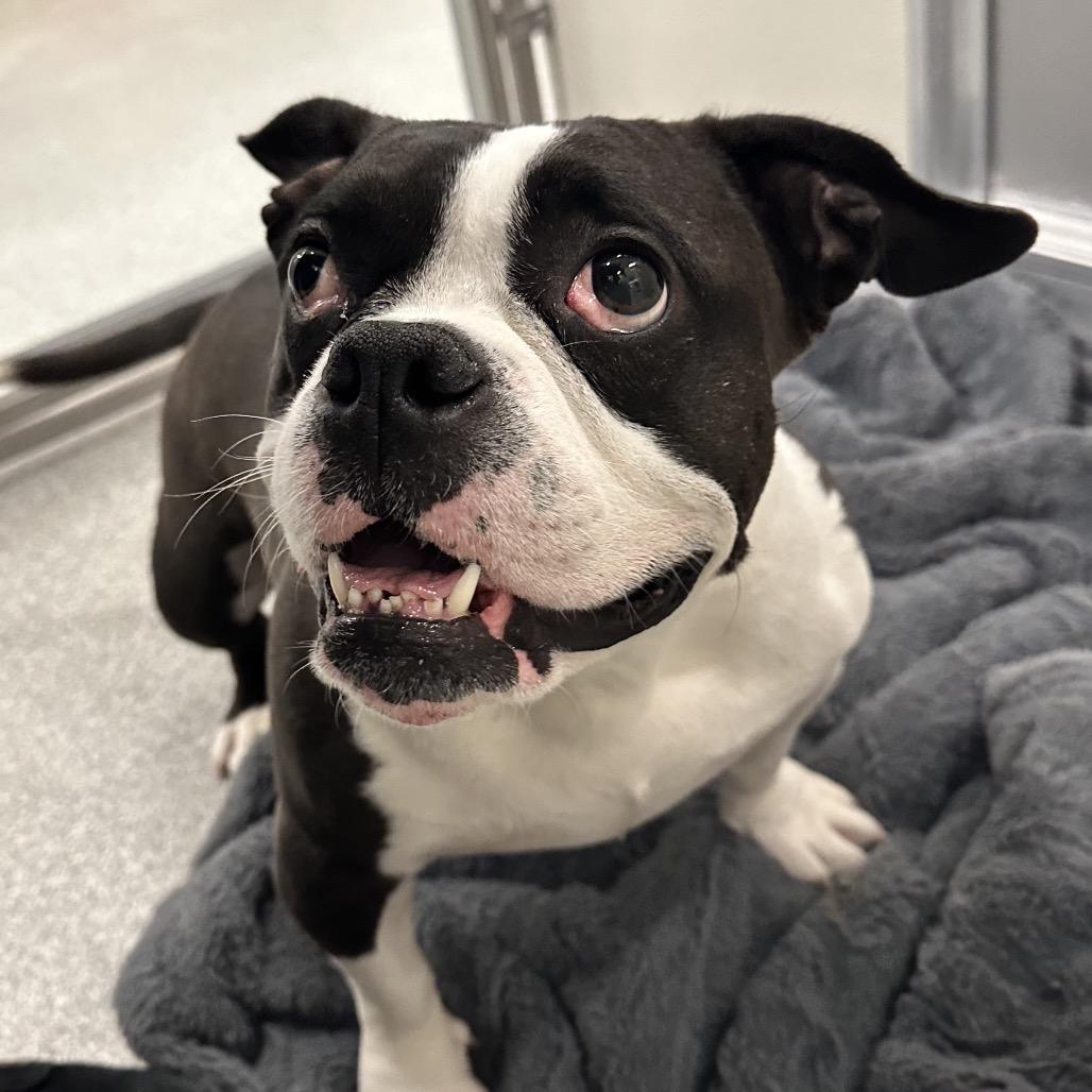 Enlarge Gracie, a Adoptable Mixed Breed in Hinsdale, IL image 3/3