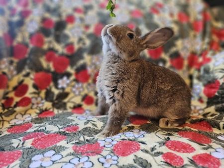 Enlarge Courtney, a Adoptable American in Folsom, CA image 4/6