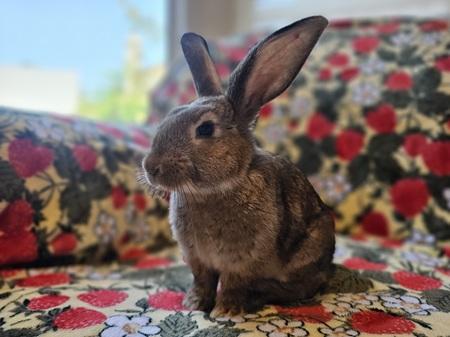 Enlarge Courtney, a Adoptable American in Folsom, CA image 1/6