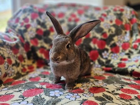 Enlarge Courtney, a Adoptable American in Folsom, CA image 2/6