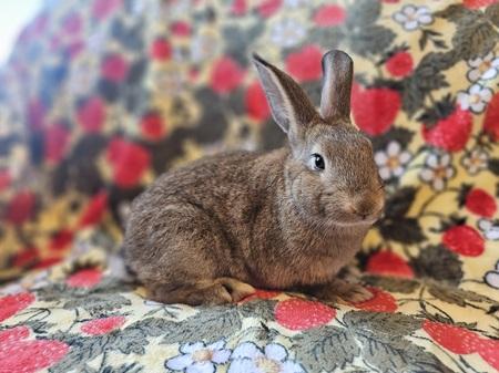 Enlarge Courtney, a Adoptable American in Folsom, CA image 5/6