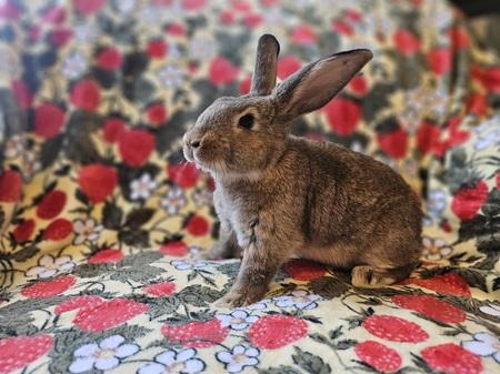 Enlarge Courtney, a Adoptable American in Folsom, CA image 3/6
