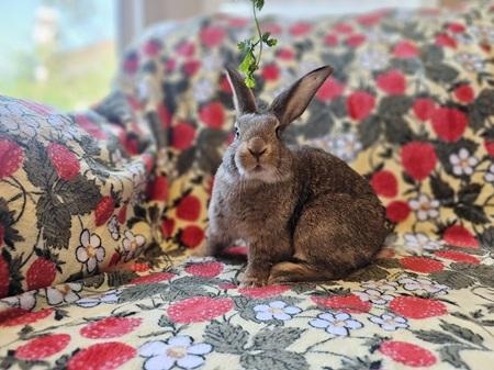 Enlarge Courtney, a Adoptable American in Folsom, CA image 6/6