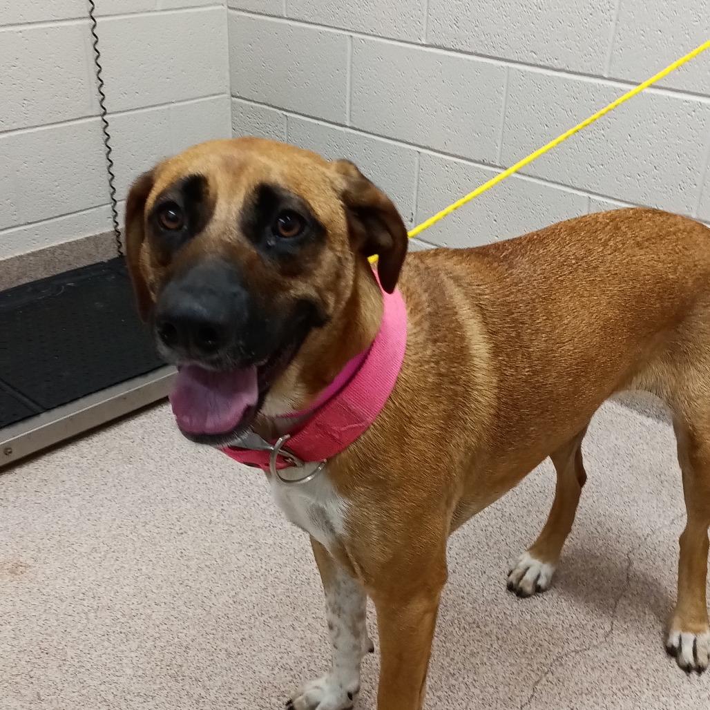 Enlarge Macy, a Adoptable Mixed Breed in Ardmore, OK image 2/2