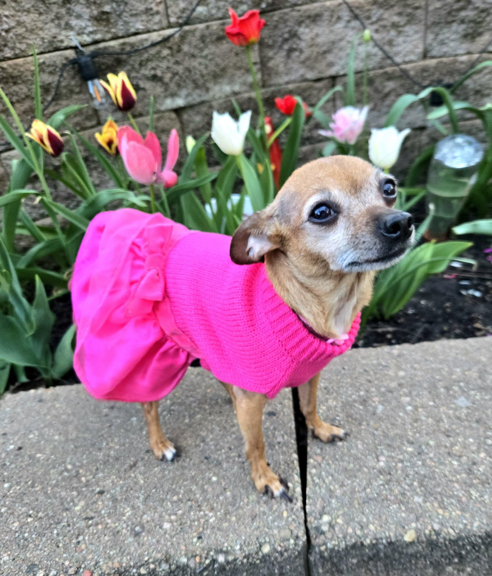 Valerie, a Adopted Chihuahua in Council Bluffs, IA image 1/3