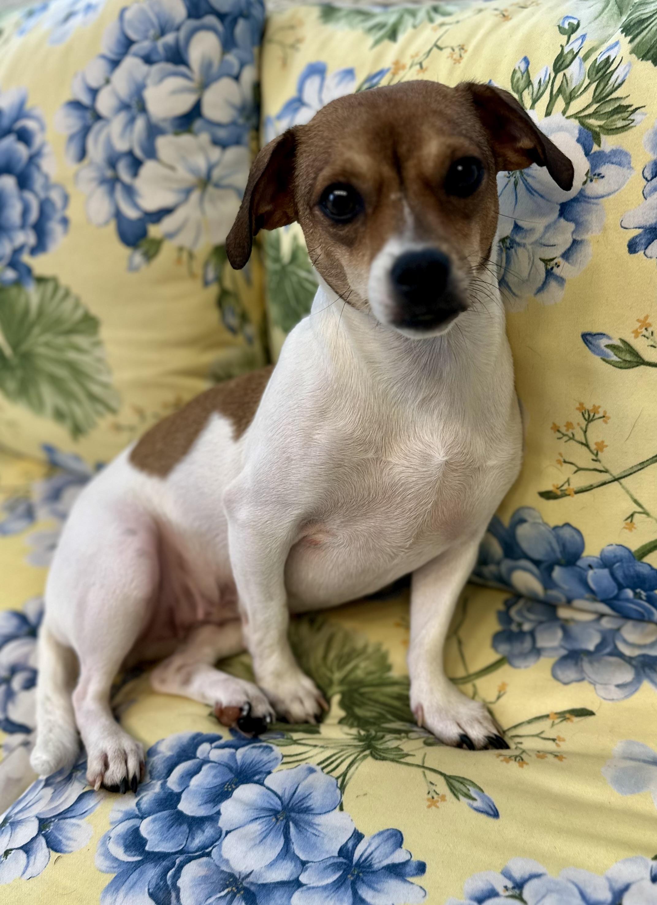 Mama Juliet, ADOPTABLE, Young Female Jack Russell Terrier.