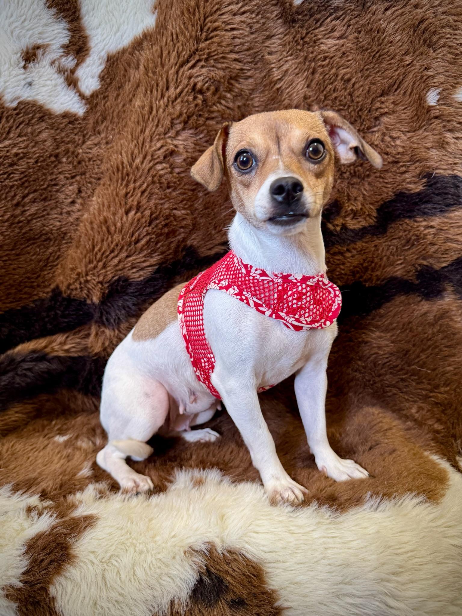 Enlarge Mama Juliet, a ADOPTABLE mixed breed in Lawrenceville, GA image 4/5