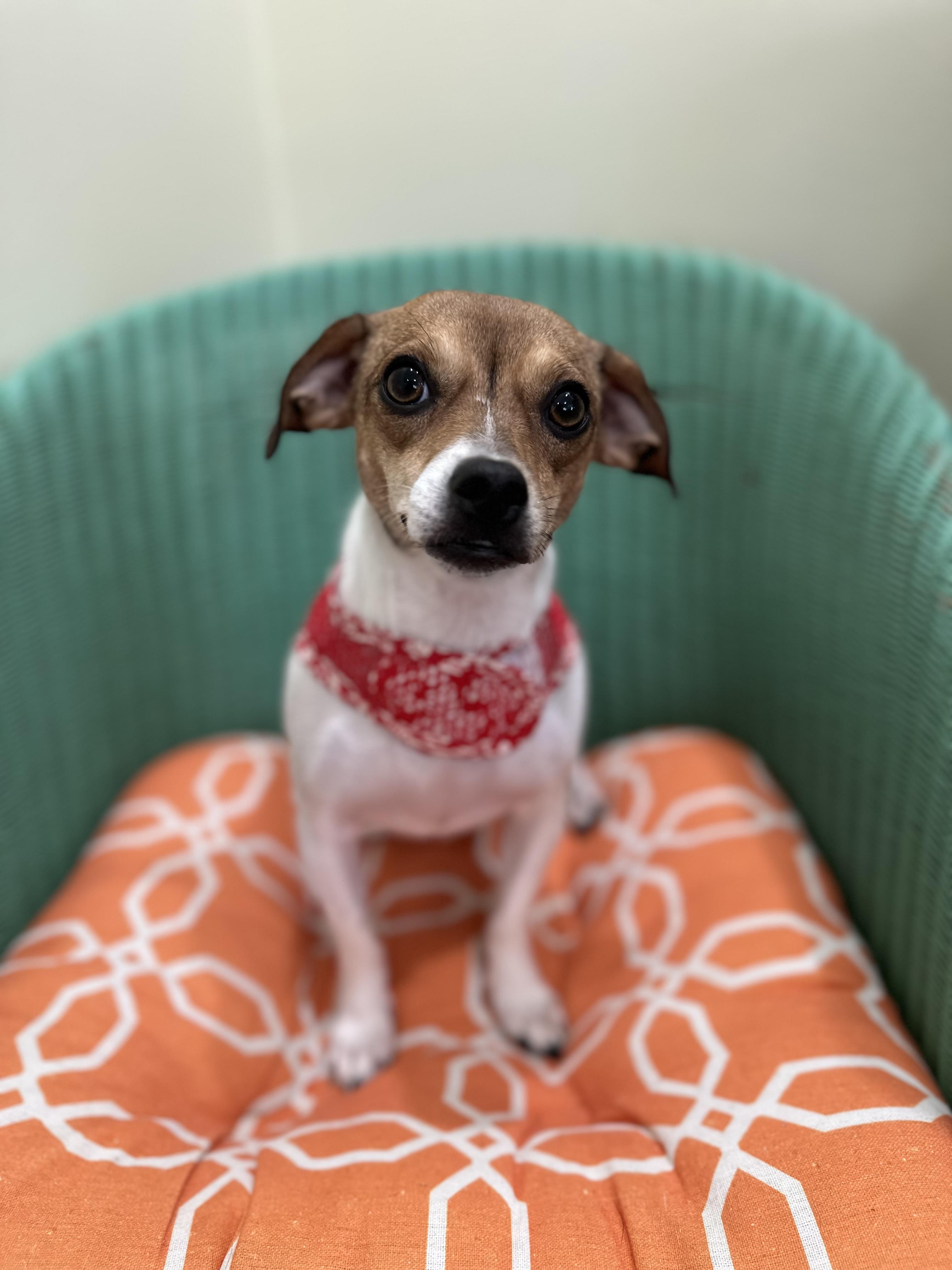 Enlarge Mama Juliet, a ADOPTABLE mixed breed in Lawrenceville, GA image 2/5