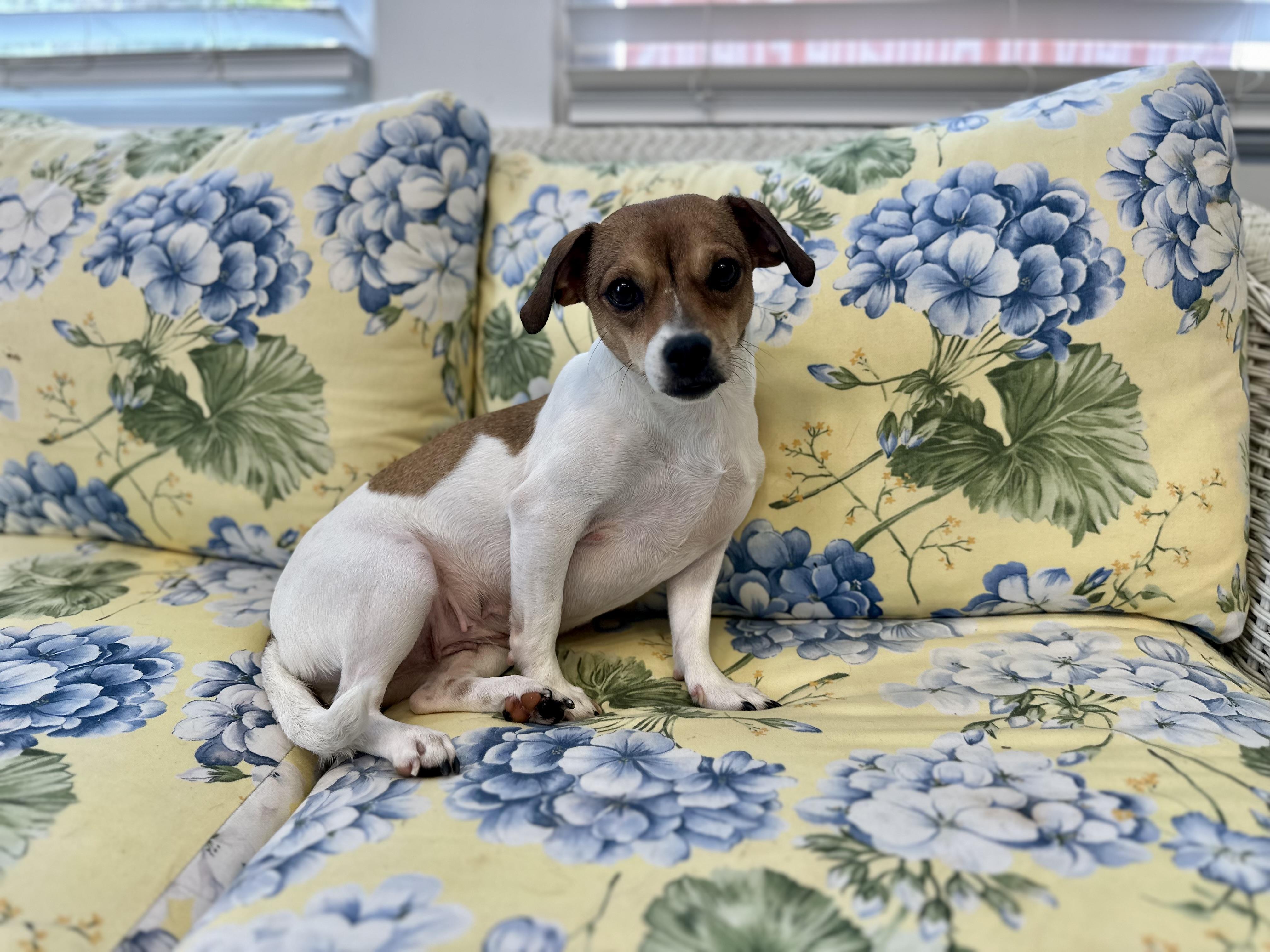 Enlarge Mama Juliet, a ADOPTABLE mixed breed in Lawrenceville, GA image 5/5