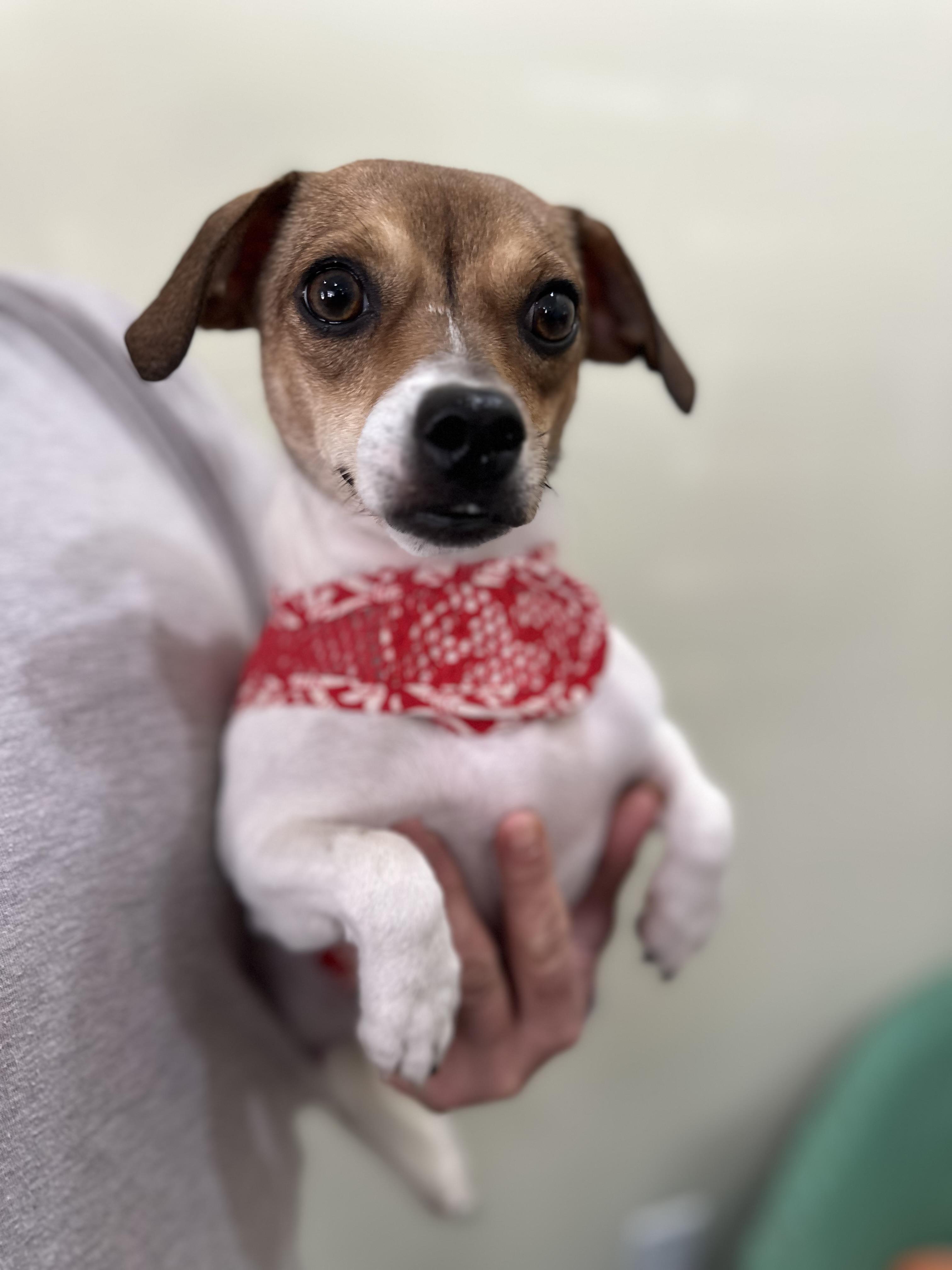 Enlarge Mama Juliet, a ADOPTABLE mixed breed in Lawrenceville, GA image 3/5