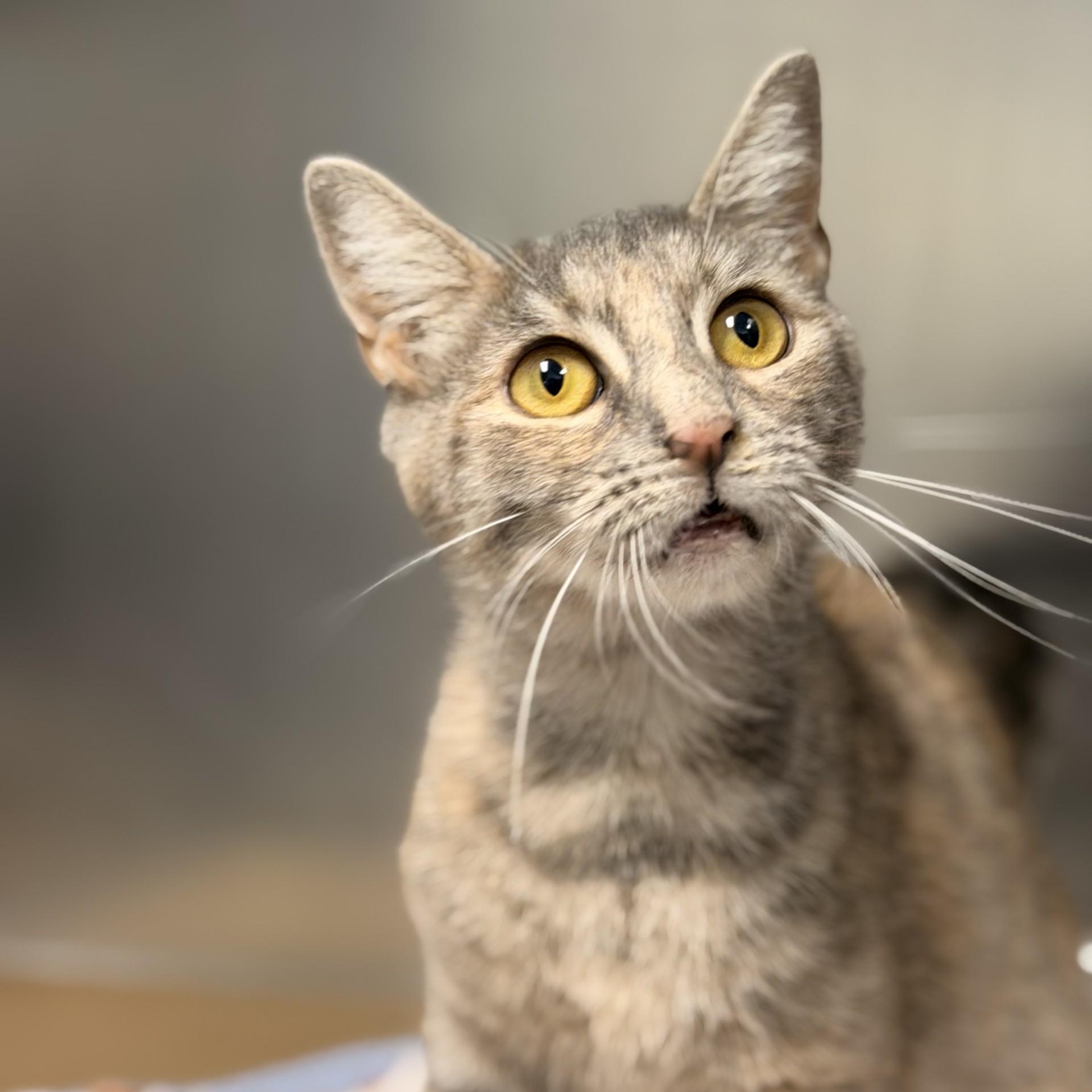 Enlarge Clarion, a Adoptable Domestic Short Hair in Manahawkin, NJ image 2/2
