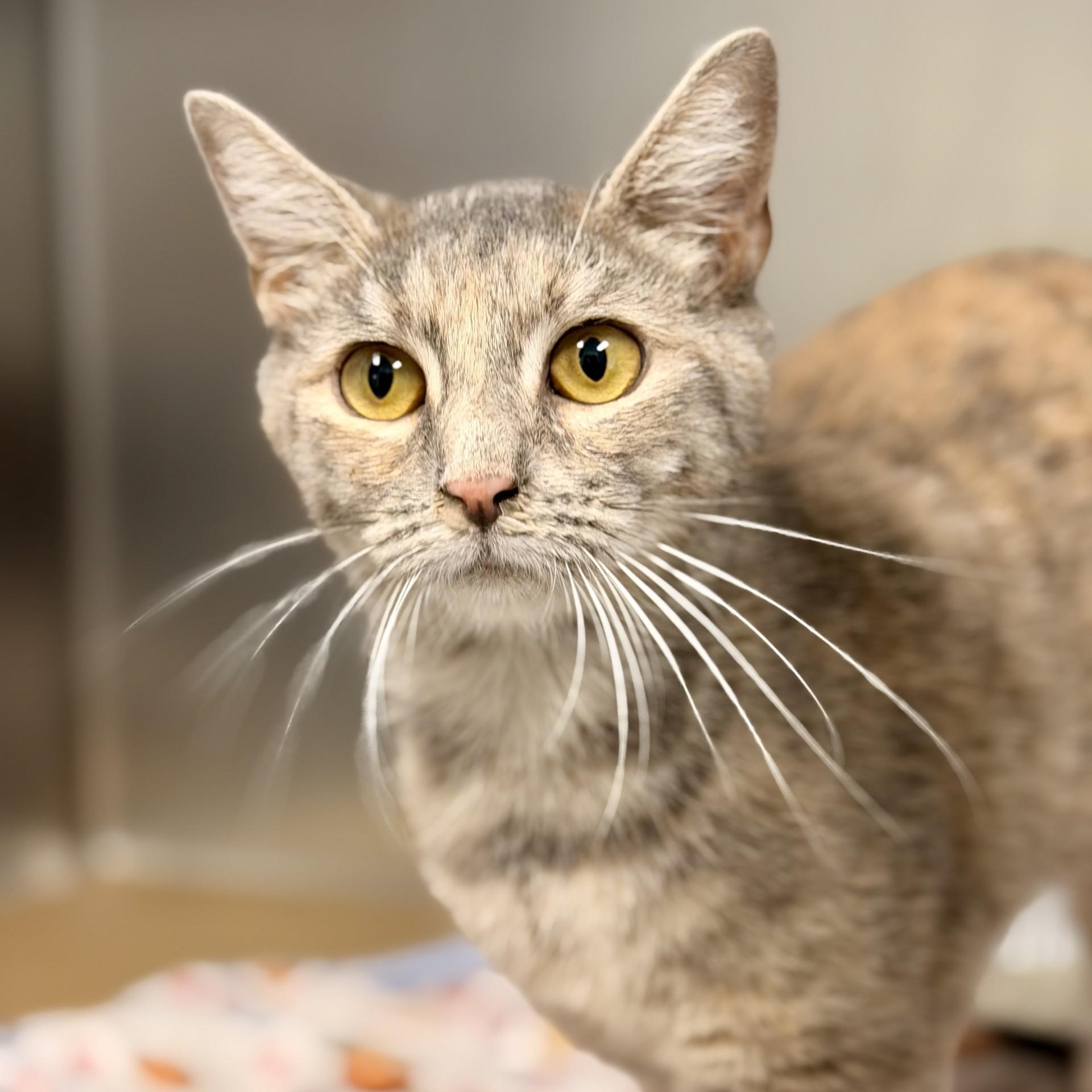 Enlarge Clarion, a Adoptable Domestic Short Hair in Manahawkin, NJ image 1/2