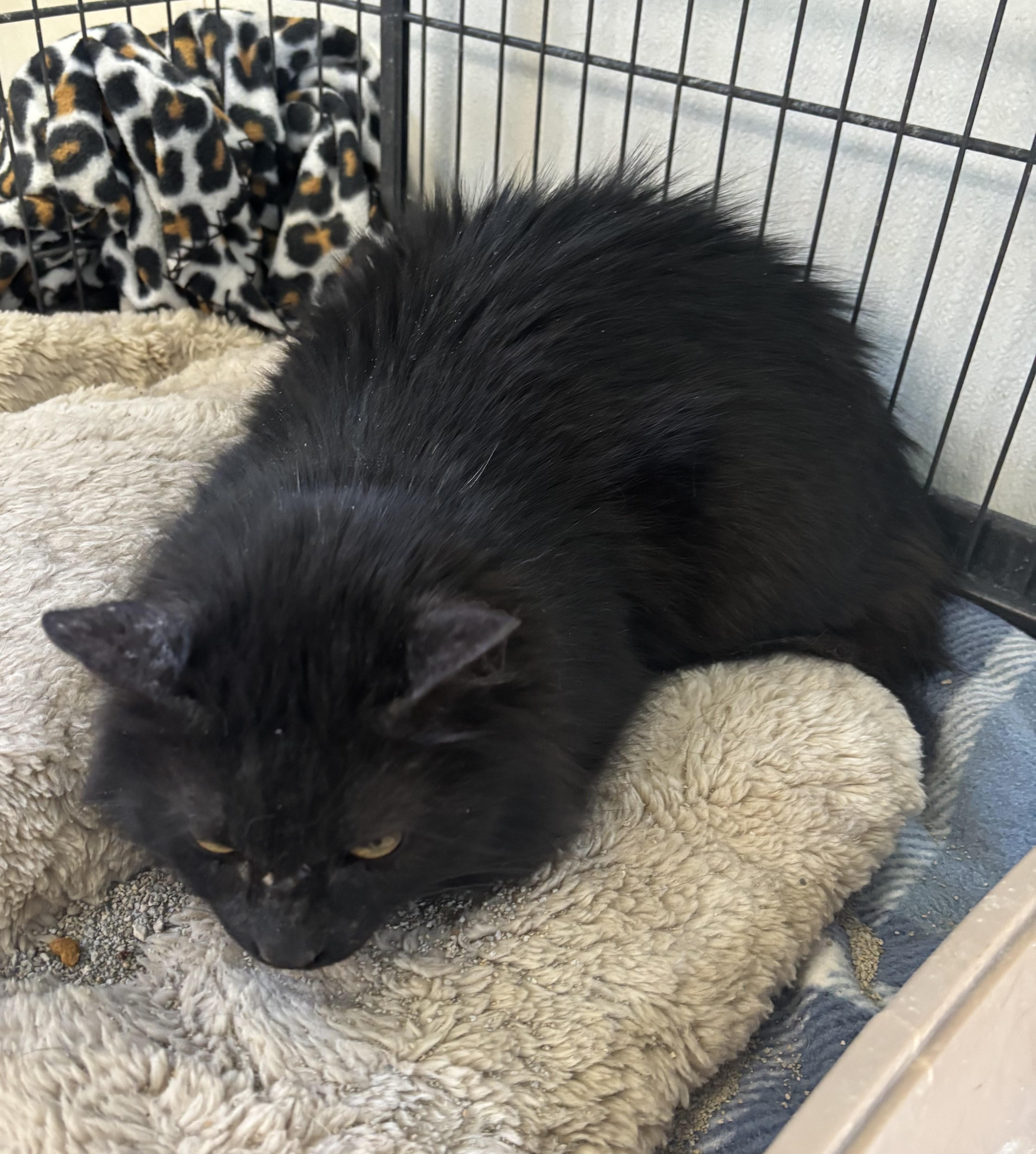 midnight, adopted, Young Male Domestic Short Hair.