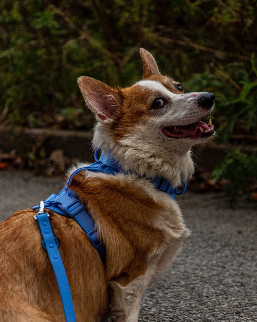 Enlarge Seven, a Adopted Corgi in laval, QC image 1/6
