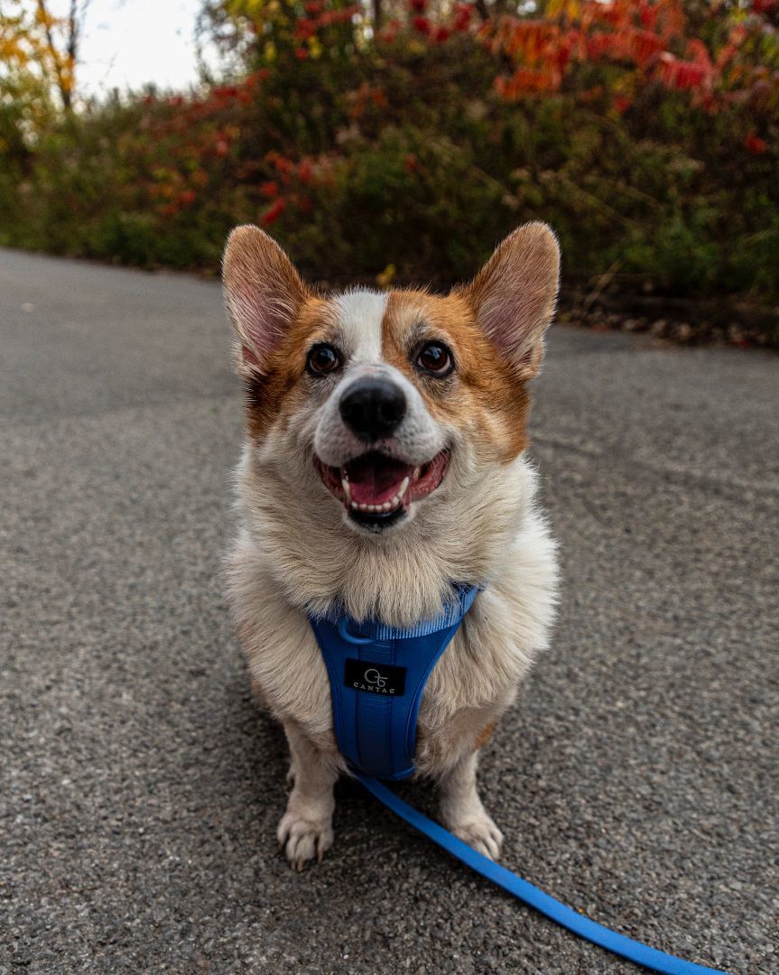 Enlarge Seven, a Adopted Corgi in laval, QC image 2/6