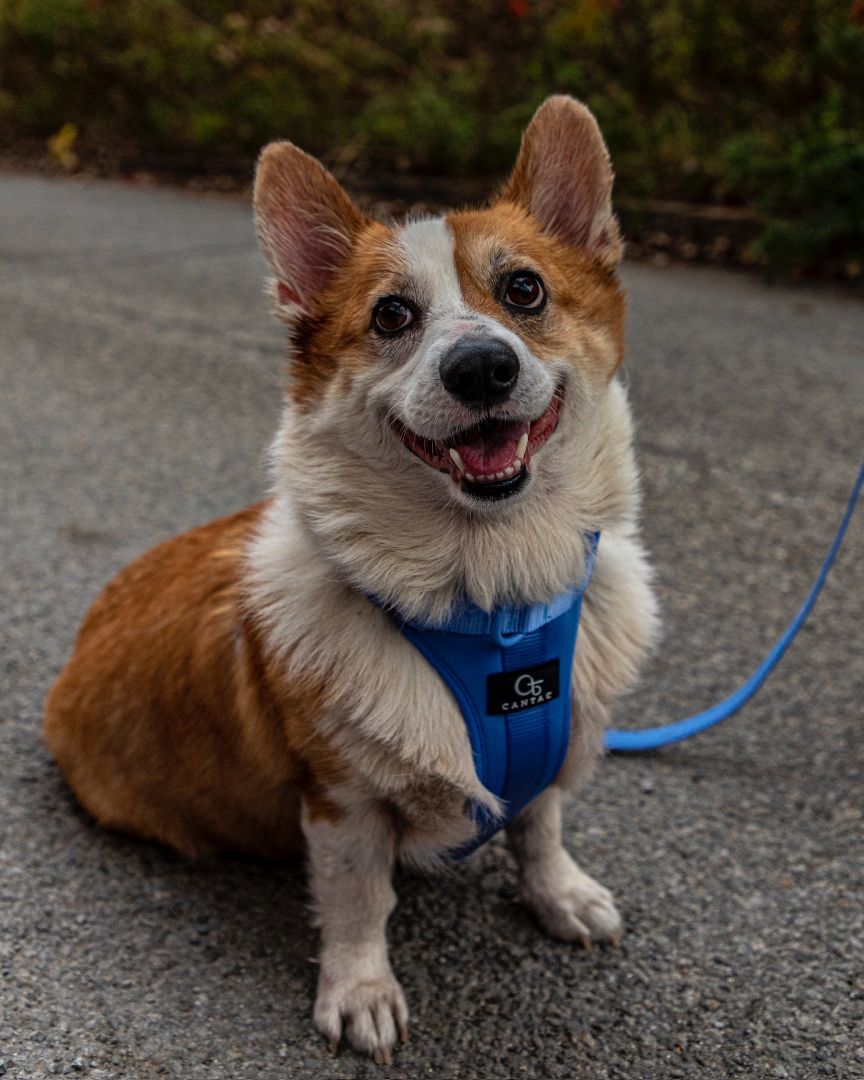 Enlarge Seven, a Adopted Corgi in laval, QC image 3/6