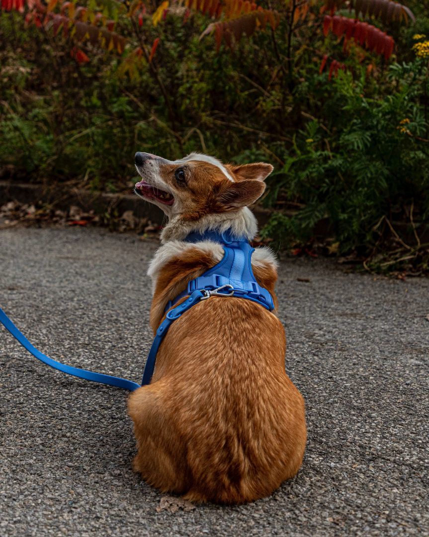 Enlarge Seven, a Adopted Corgi in laval, QC image 4/6