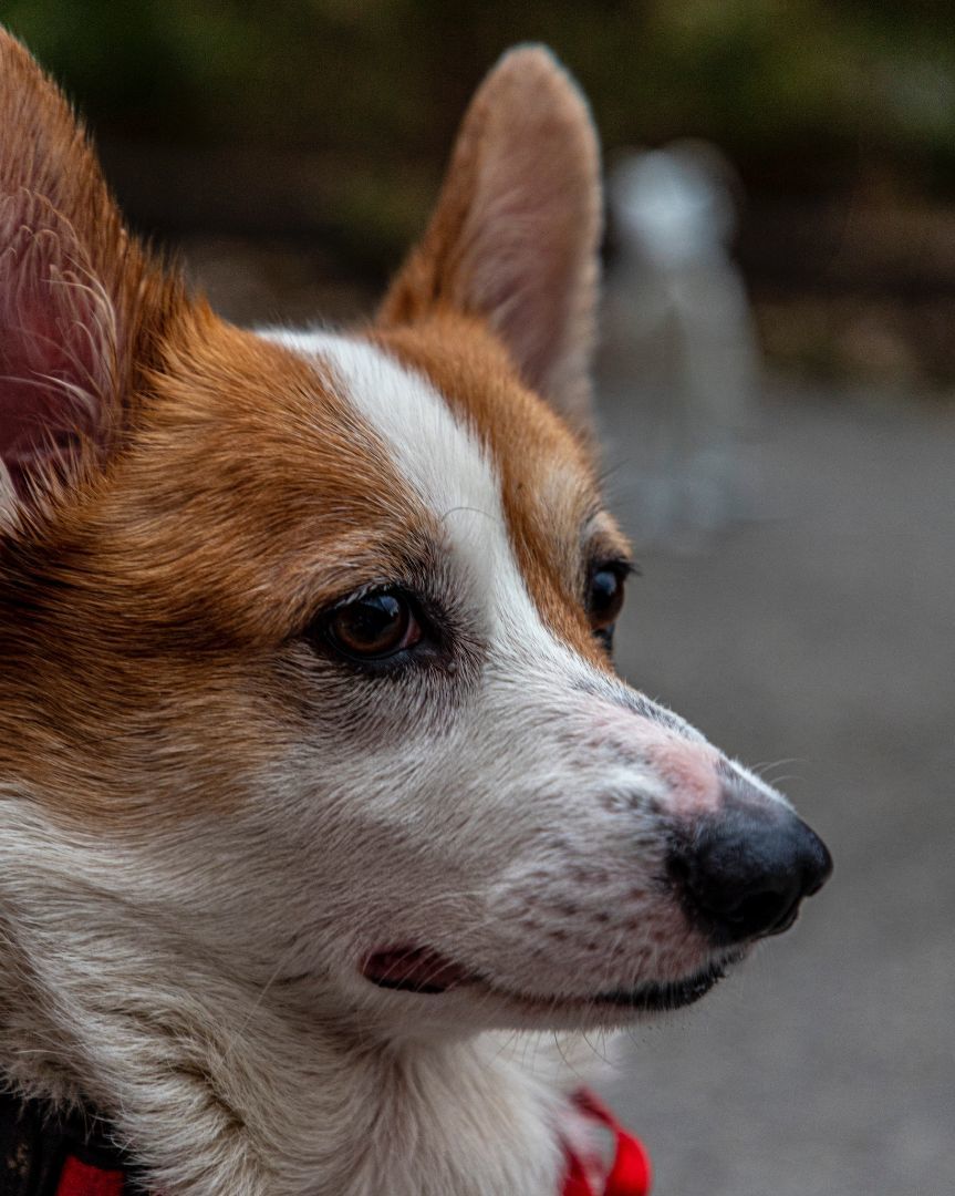 Enlarge Seven, a Adopted Corgi in laval, QC image 6/6