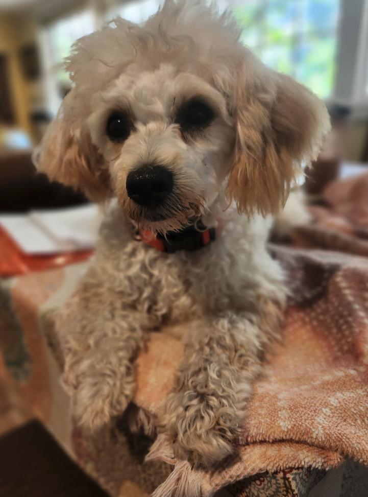 Lily