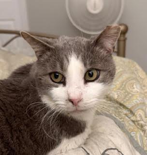 Enlarge Tigger (M), an adoptable Domestic Short Hair in Fairfax, VA image 6/6