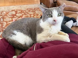 Enlarge Tigger (M), an adoptable Domestic Short Hair in Fairfax, VA image 2/6