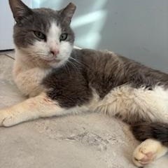 Enlarge Tigger (M), an adoptable Domestic Short Hair in Fairfax, VA image 5/6