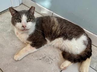 Enlarge Tigger (M), an adoptable Domestic Short Hair in Fairfax, VA image 3/6