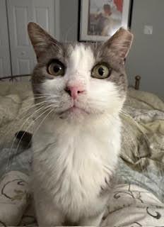 Enlarge Tigger (M), an adoptable Domestic Short Hair in Fairfax, VA image 1/6