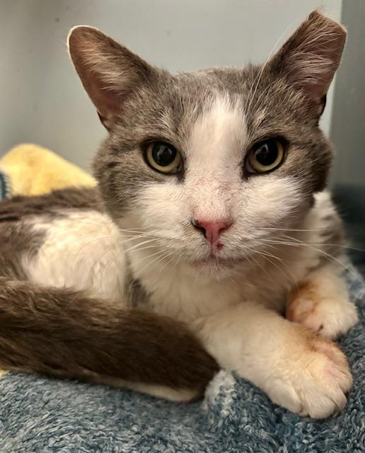 Enlarge Tigger (M), an adoptable Domestic Short Hair in Fairfax, VA image 4/6