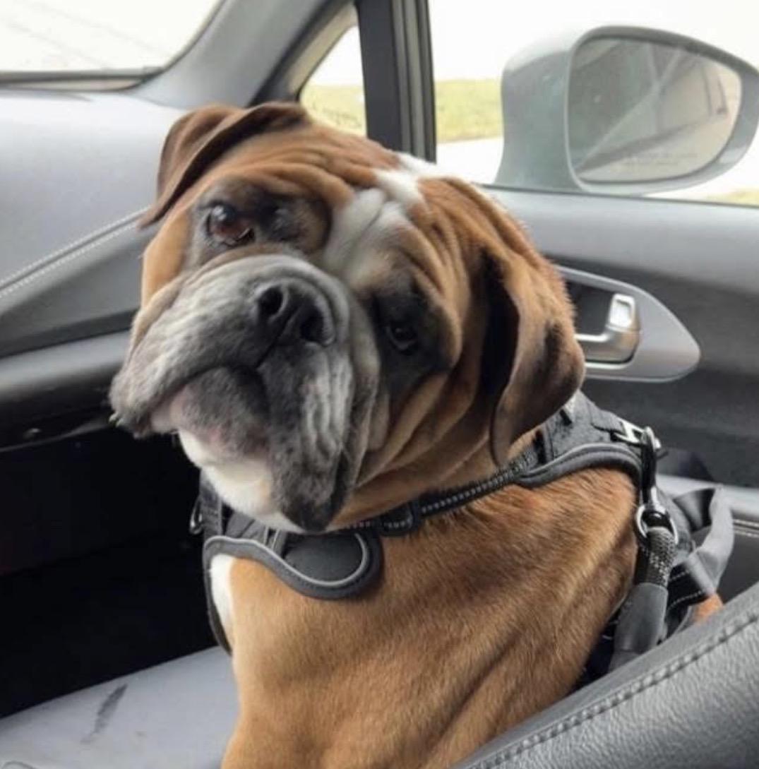 Reggie, Adoptable, Adult Male Mixed Breed.