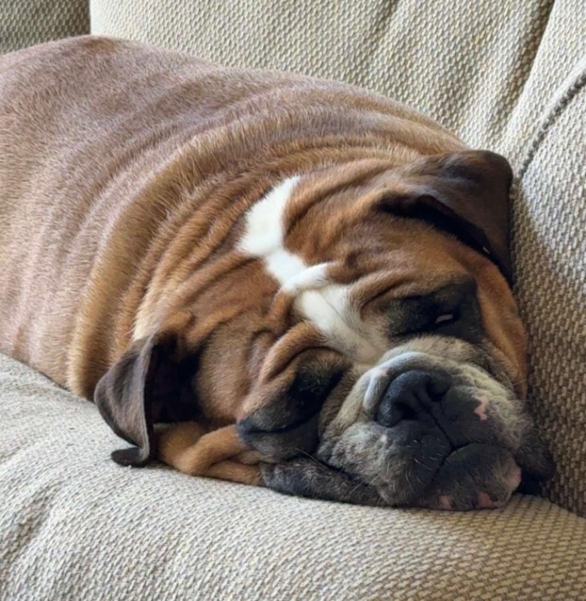 Reggie, a Adoptable Mixed Breed in Maineville, OH image 1/4