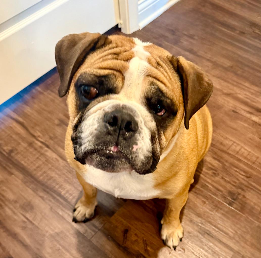 Reggie, a Adoptable Mixed Breed in Maineville, OH image 2/4