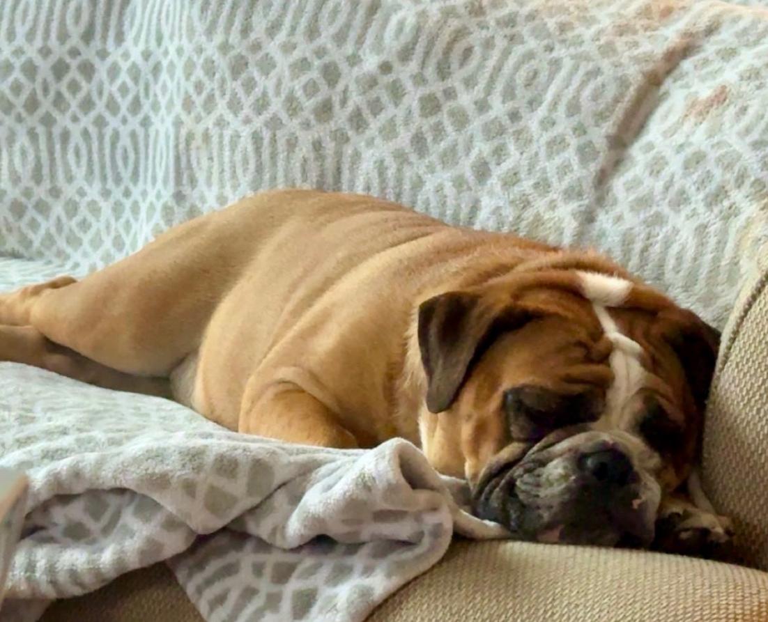 Reggie, a Adoptable Mixed Breed in Maineville, OH image 3/4