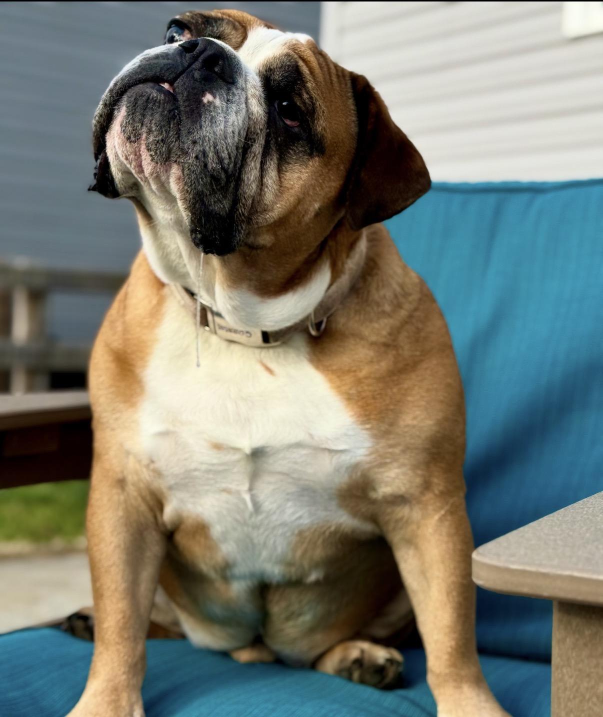 Enlarge Reggie, a Adoptable Mixed Breed in Maineville, OH image 2/6