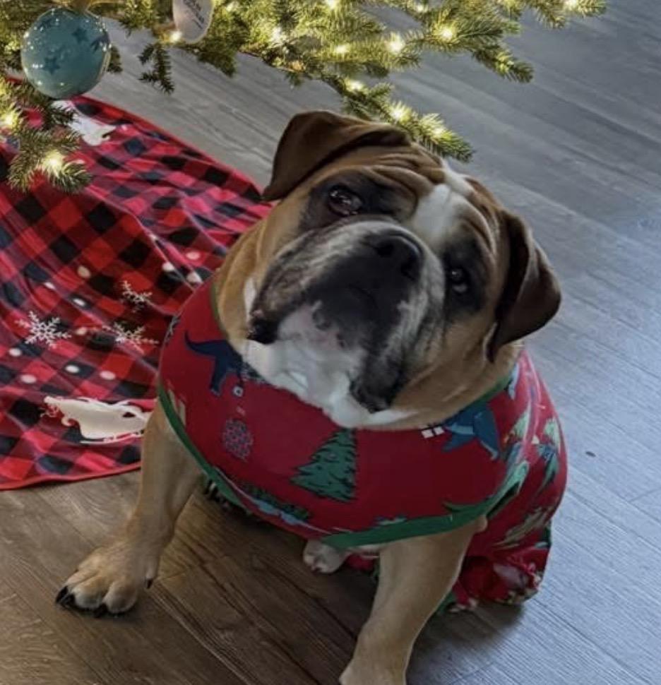 Enlarge Reggie, a Adoptable Mixed Breed in Maineville, OH image 1/6