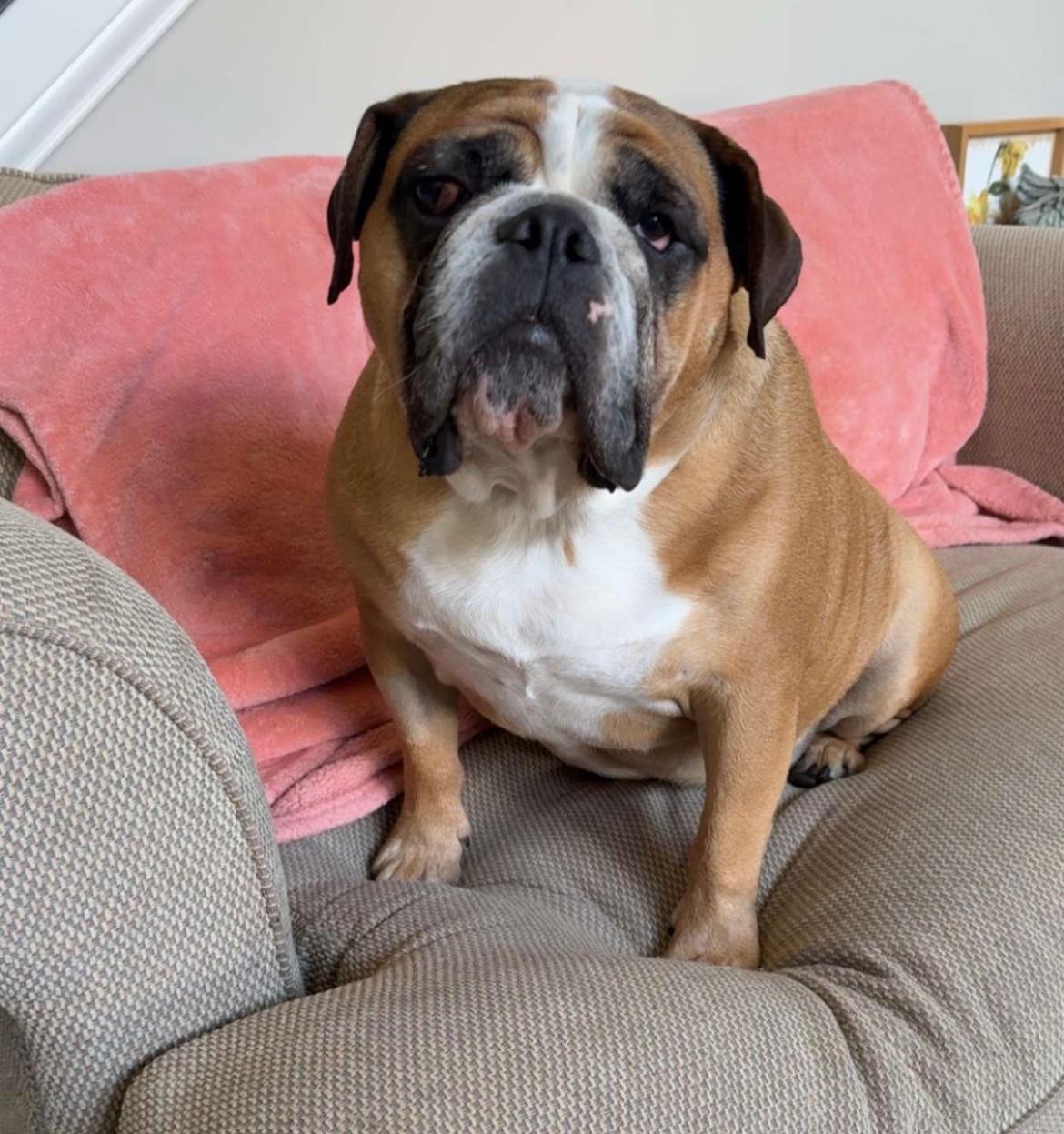 Reggie, a Adoptable Mixed Breed in Maineville, OH image 4/4