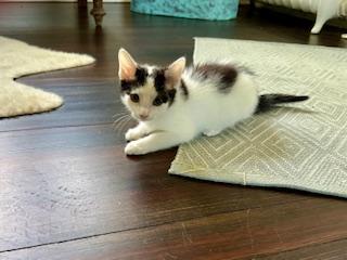 Janie, a Adopted Domestic Short Hair in Stamford, CT image 2/5