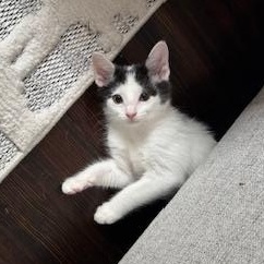 Janie, a Adopted Domestic Short Hair in Stamford, CT image 1/5