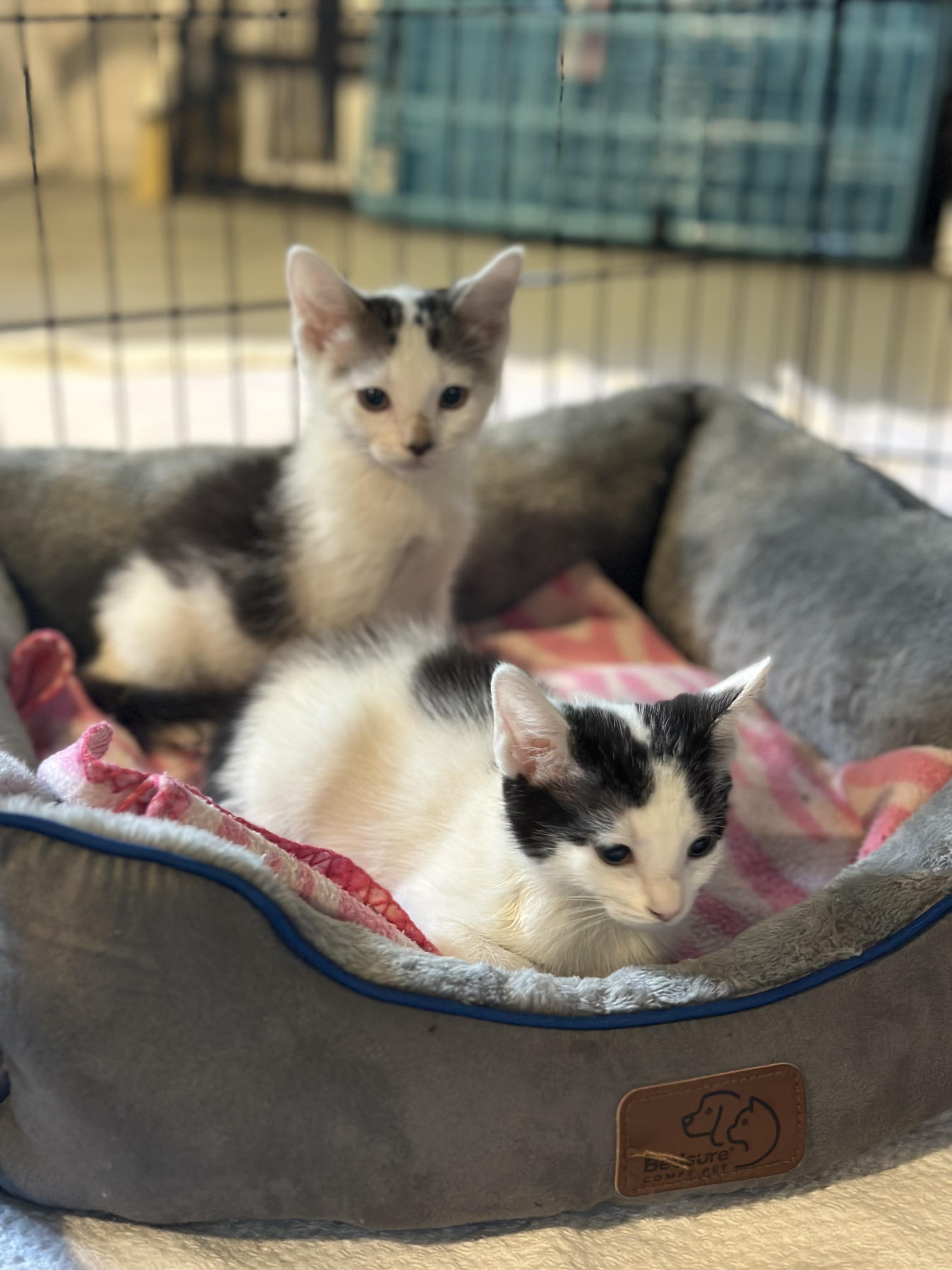 Janie, a Adopted Domestic Short Hair in Stamford, CT image 5/5