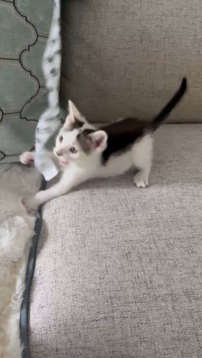 Enlarge Janie, a Adopted Domestic Short Hair in Stamford, CT video 4/5