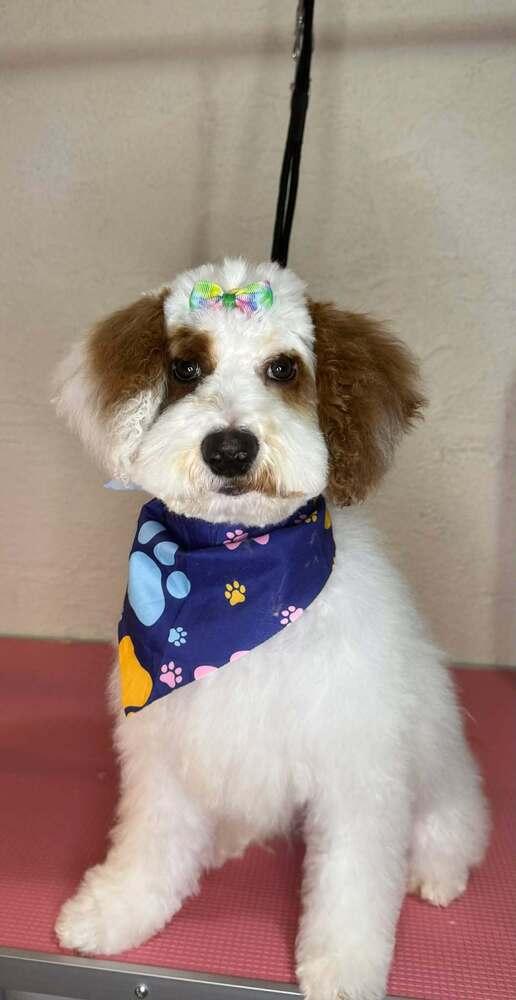 Sweet Tooth, Adoptable, Puppy Female Mixed Breed.