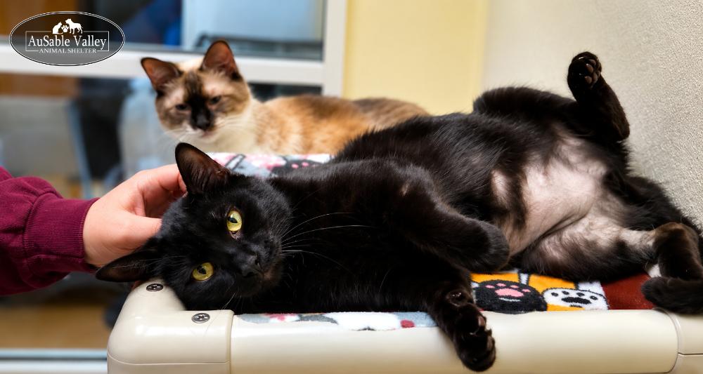 Bonded Trio--Lane, Dash & Miles, a ADOPTABLE Domestic Short Hair in Grayling, MI image 6/6