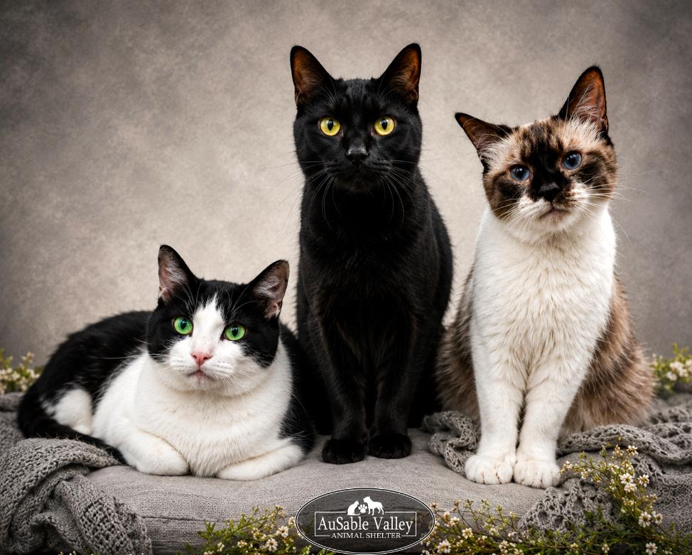 Bonded Trio--Lane, Dash & Miles, ADOPTABLE, Adult Male Domestic Short Hair.