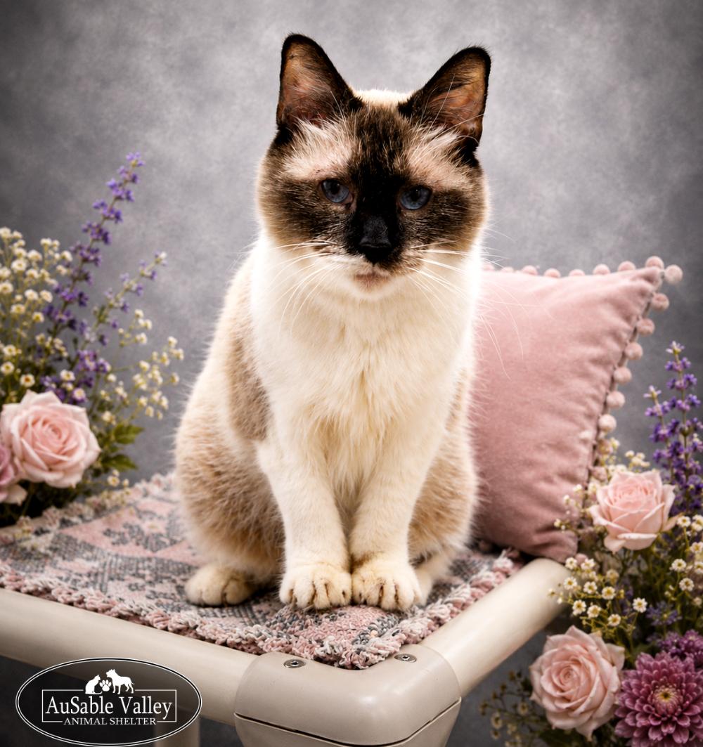 Enlarge Bonded Trio--Lane, Dash & Miles, a ADOPTABLE Domestic Short Hair in Grayling, MI image 4/4