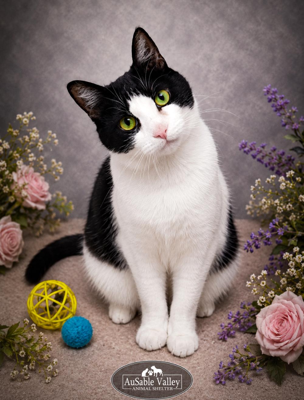 Enlarge Bonded Trio--Lane, Dash & Miles, a ADOPTABLE Domestic Short Hair in Grayling, MI image 2/4