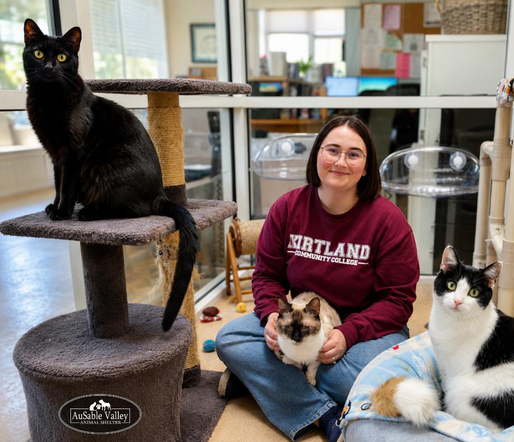 Bonded Trio--Lane, Dash & Miles, a ADOPTABLE Domestic Short Hair in Grayling, MI image 5/6