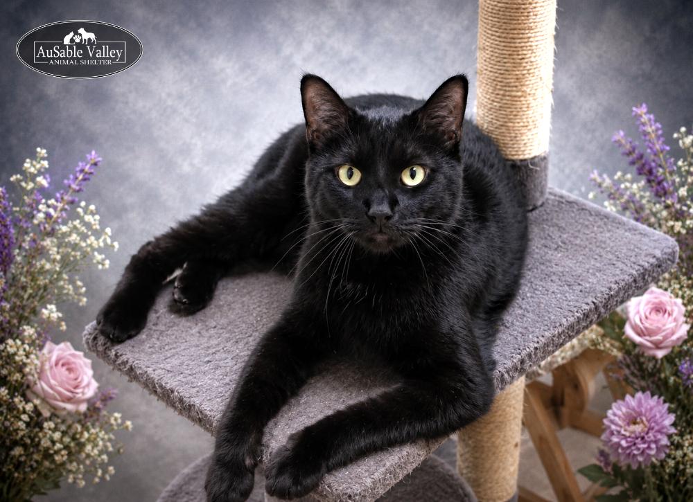 Enlarge Bonded Trio--Lane, Dash & Miles, a ADOPTABLE Domestic Short Hair in Grayling, MI image 3/4