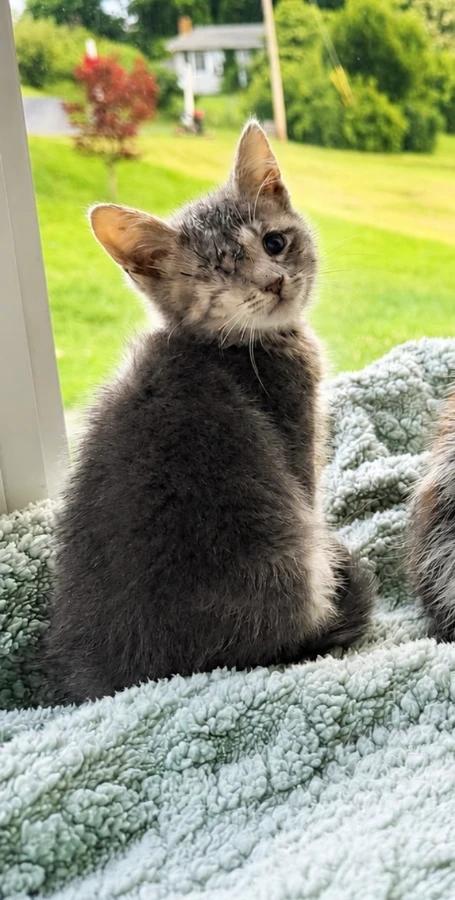 Enlarge Kiwi, a Adoptable Domestic Short Hair in Romney, WV image 1/3