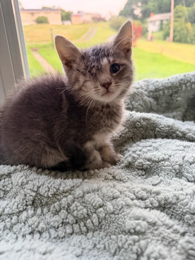 Enlarge Kiwi, a Adoptable Domestic Short Hair in Romney, WV image 2/3