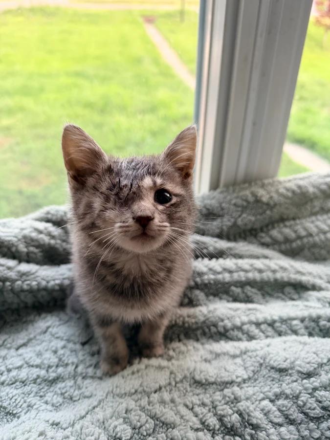 Enlarge Kiwi, a Adoptable Domestic Short Hair in Romney, WV image 3/3